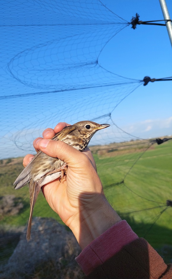 Final report and results of the Cyprus winter bird protection ca
